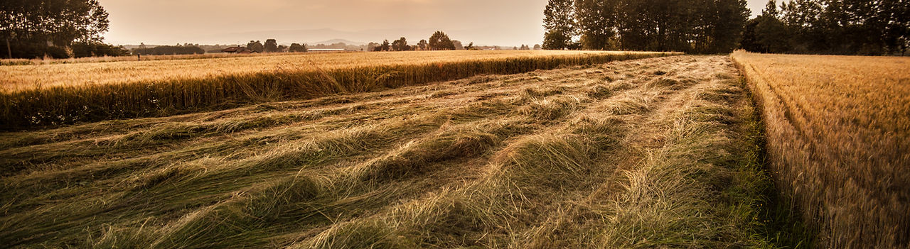 Country Field