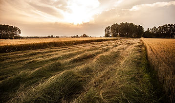 Country Field