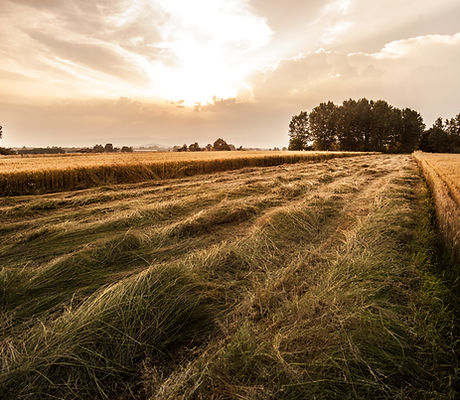 Country Field