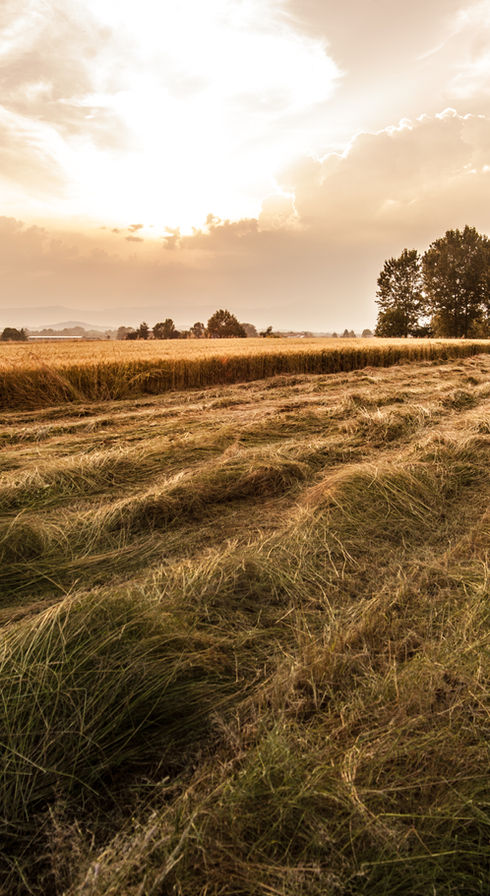 Country Field