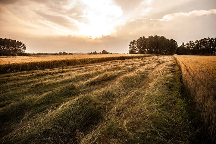 Champ du coucher de soleil doré