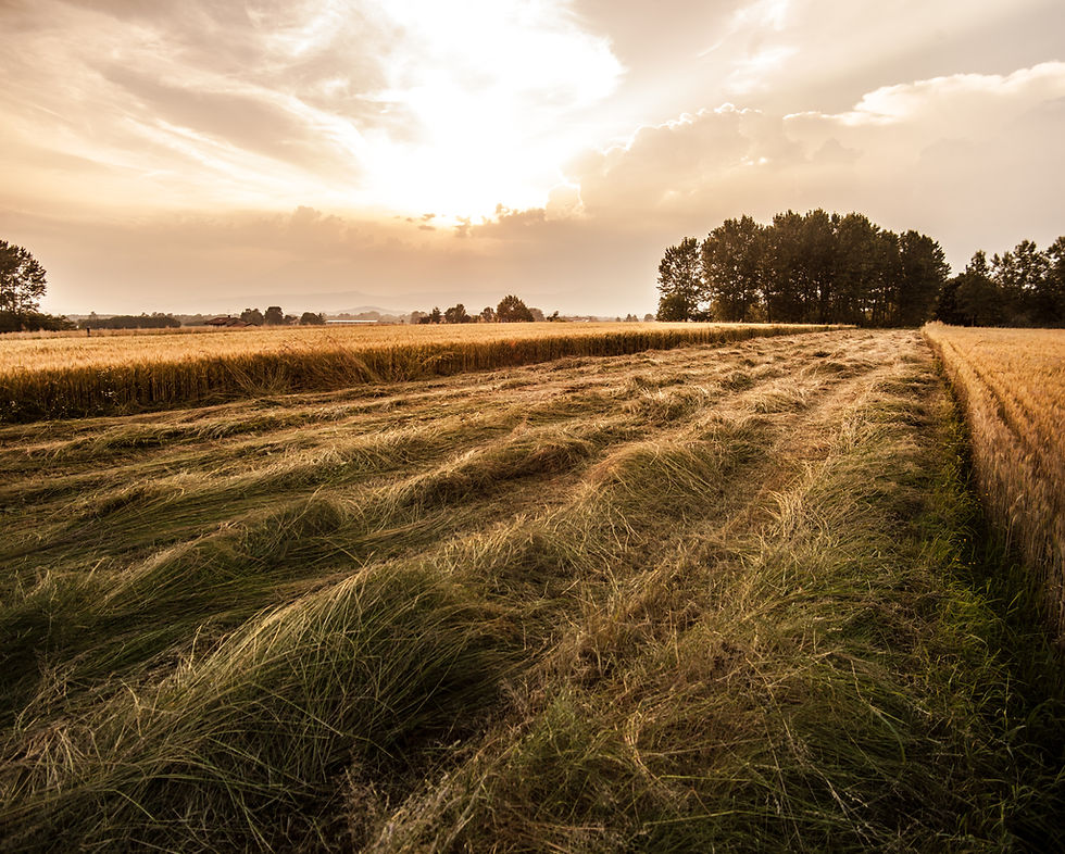 Country Field