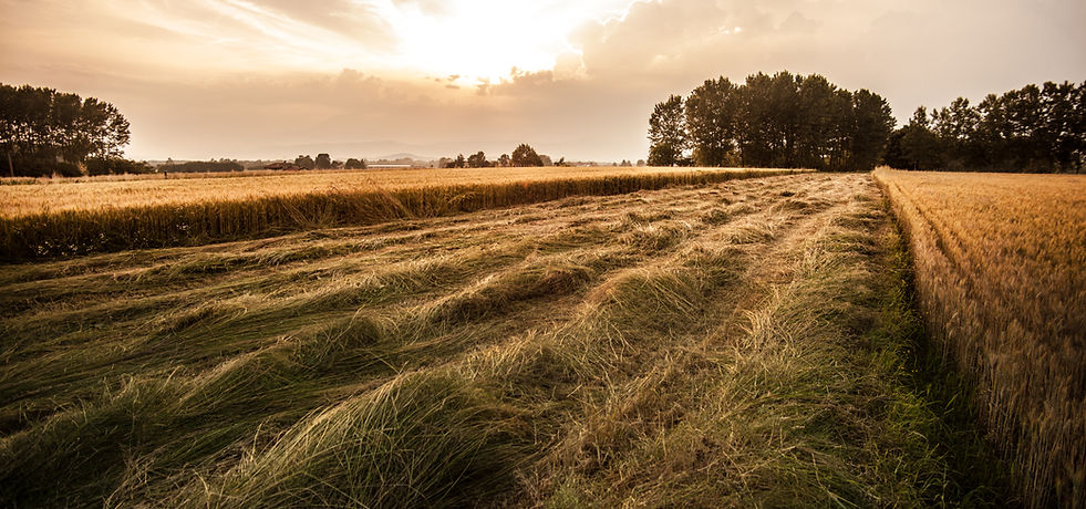 Country Field