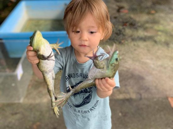Frog Farm