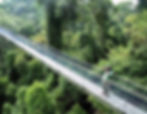 MacRitchie Treetop Walk