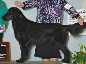 Shasta's Western Samurai                                                        