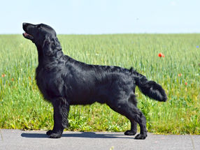 Emotion In Motion Black Brianta                                                        