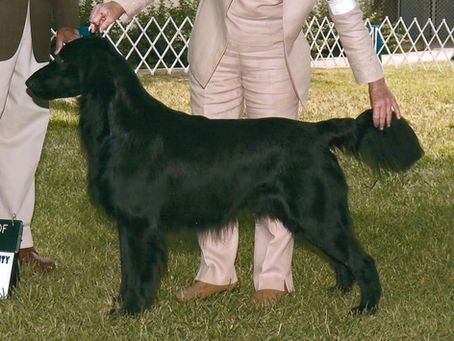 Dexmoor's Shoot The Moon                                                        