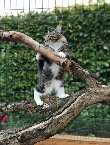 Toutes Ces Idees Recues Sur Le Chat Decriptees Par Esprit Nfo