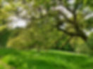 oak sideways.jpg