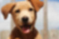 pets_640x528