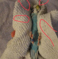 three-point hold on birds