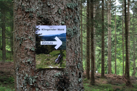 organisierter Weg durch den Wald; Foto NickHarrison.jpeg
