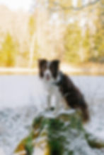 Border Collie dog sitting on snowy stump