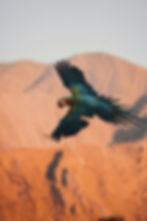 Green-winged macaw in flight over mountains