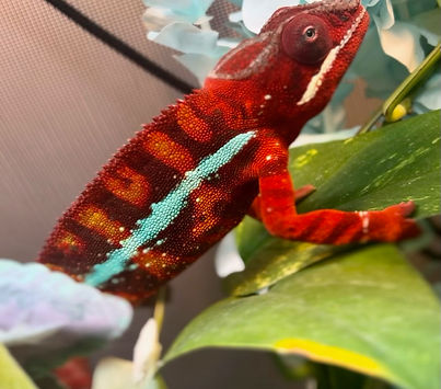 chameleons for sale near me