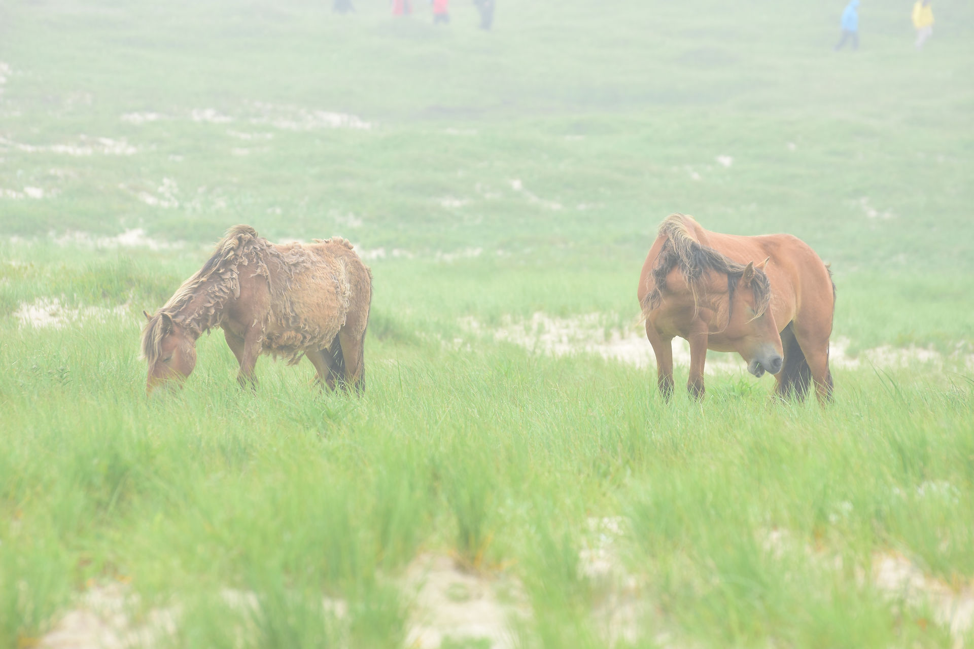 Chevaux sauvages