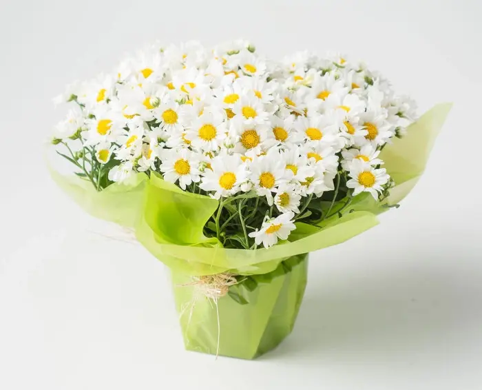 Margarida Branca Plantada