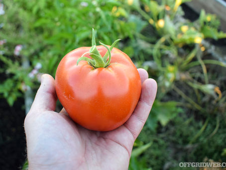LOCAL • ORGANIC TOMATO PLANTS FOR SALE!