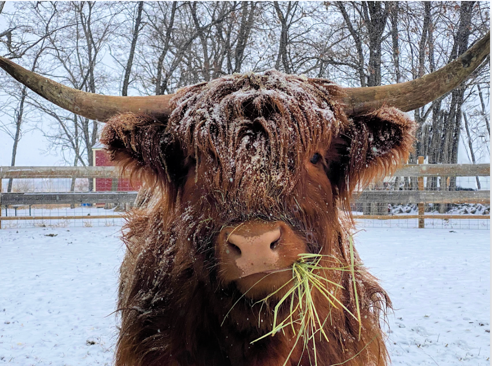 Canvas Print - Arabella - Scottish Highland Cow
