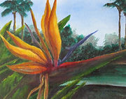 Bird of Paradise crop.jpg