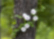 Gamelands C 8.6.2021.jpg.jpg