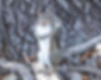 Squirrel 12.14.2021.jpg