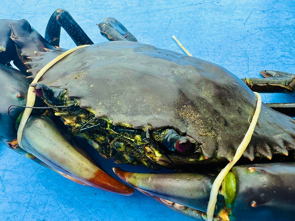 A spectacular mud crab that's such a delicacy, and delicious!