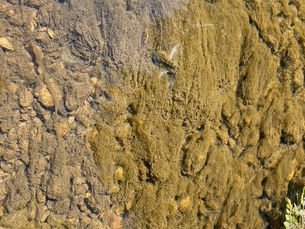 Strings of brown algae covering a slow moving riverbed 