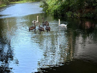 1st September 2025 River Deben Environment Monitoring Results
