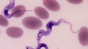 vivax_edited.jpg