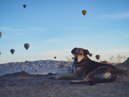 Taking a Dog to Turkey from the UK in 2026: Everything you need to know