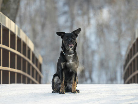 Taking a Dog to Canada from the UK in 2026: Everything you need to know