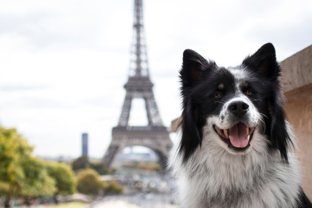 Taking a dog to France in 2023 Exactly what you need to know