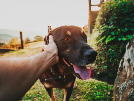 Taking a Dog to Brazil