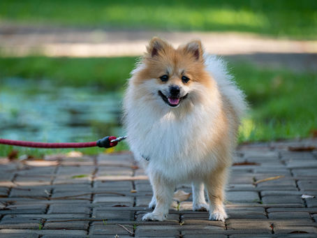 Taking a Dog to India