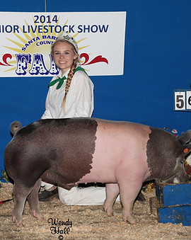2014 Foundation Hog.jpg