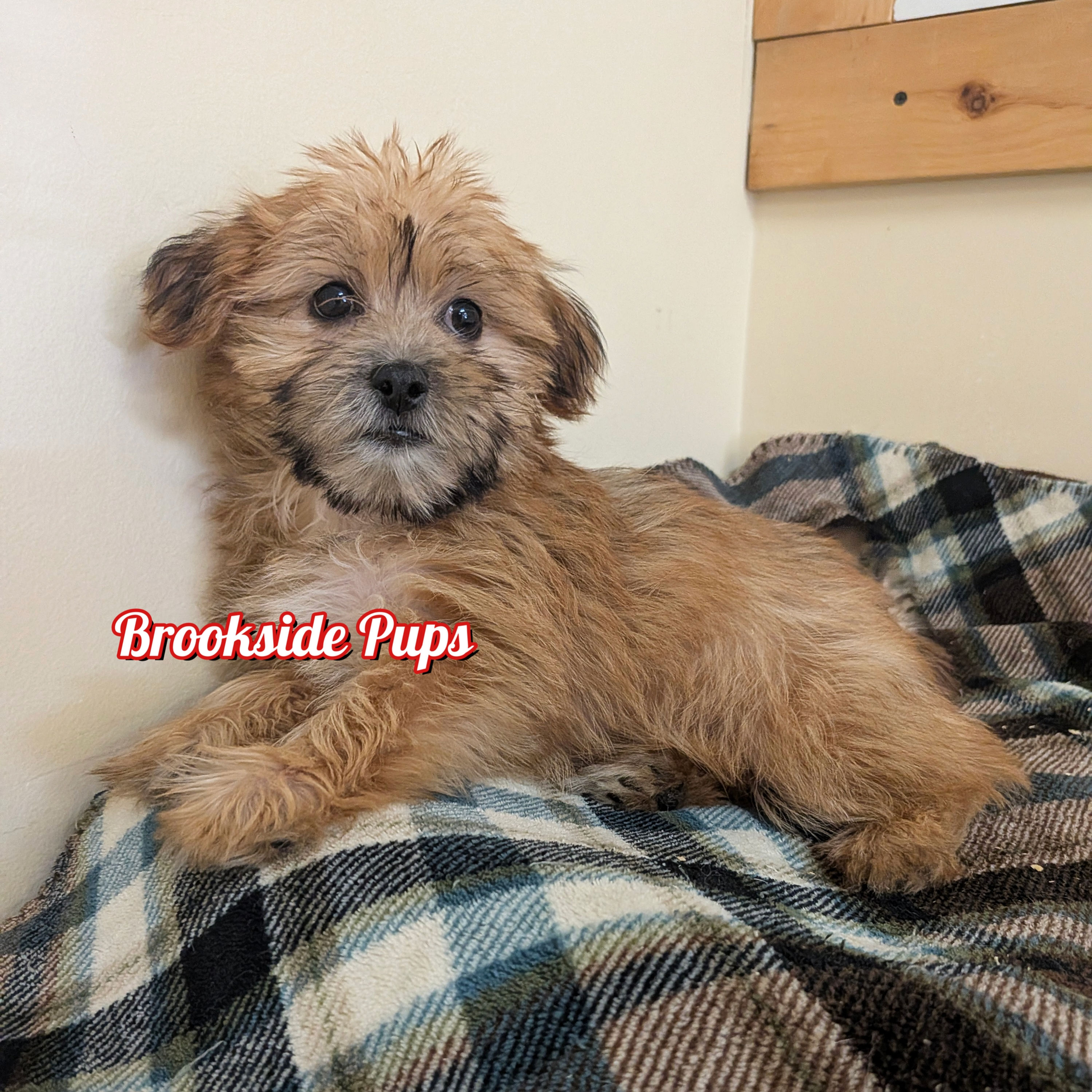 Shorkie - Kenta
