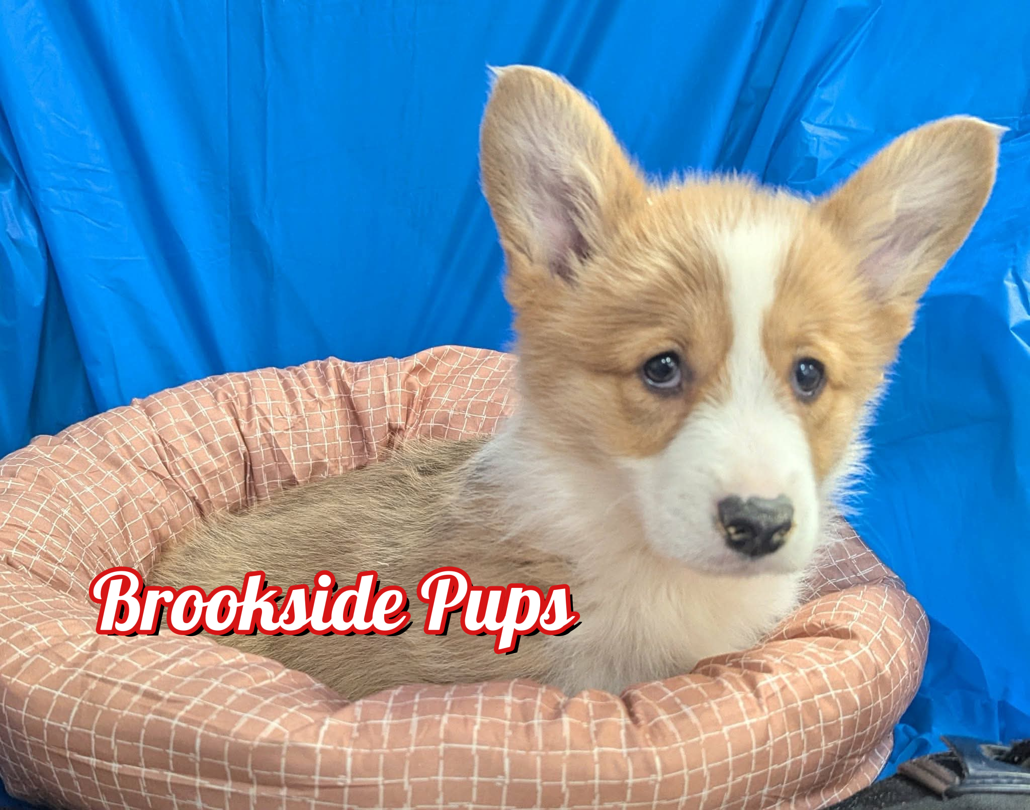 Corgi - Bentley