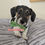 Thumbnail: Jack Russell - Yoshi