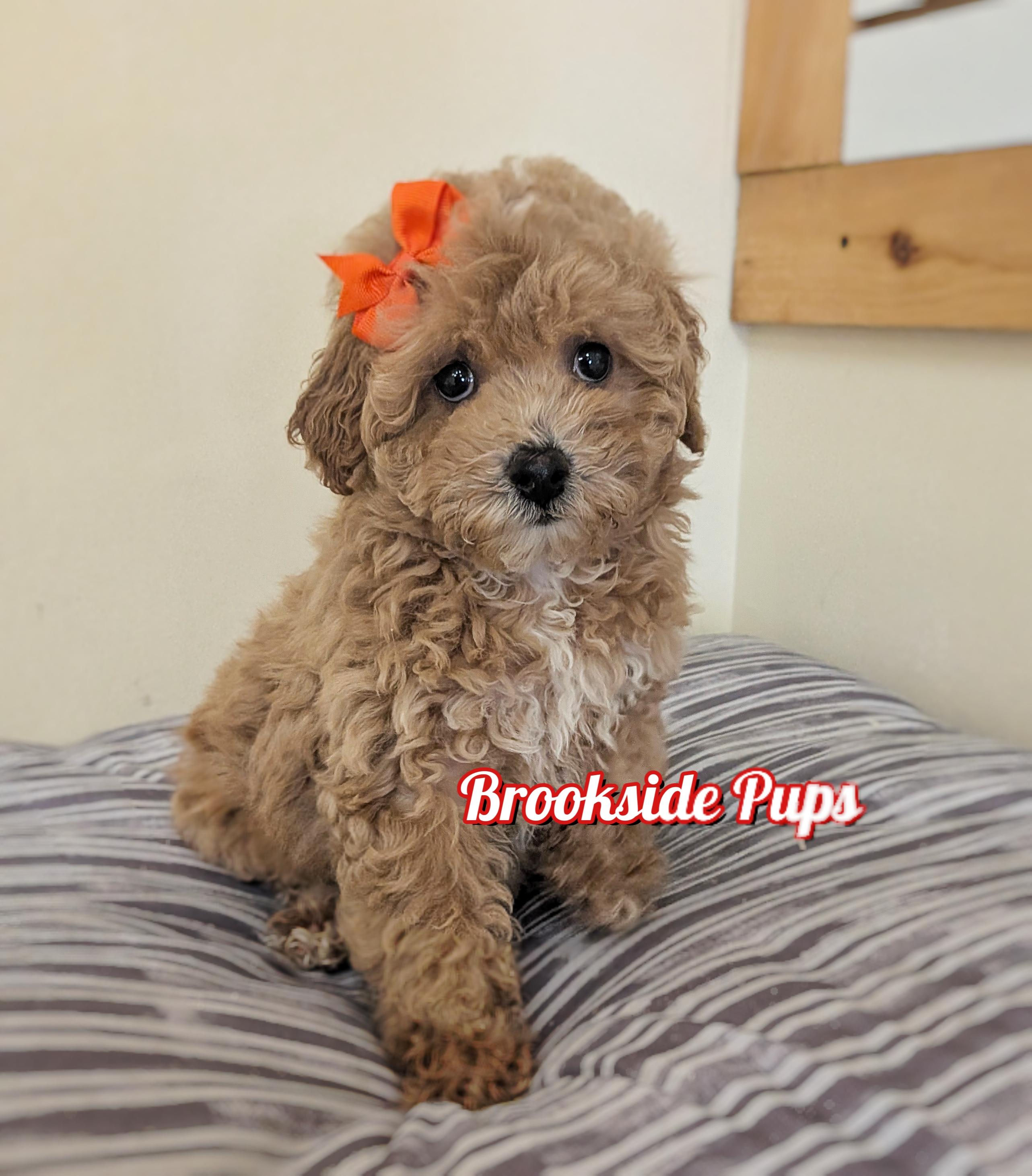 Mini Goldendoodle - Olivia