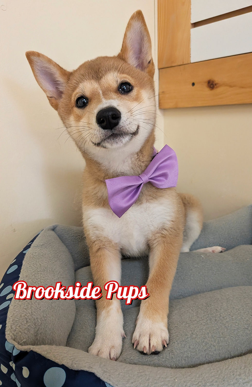Thumbnail: Shiba Inu - Amber