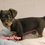 Thumbnail: Chiweenie - Oakley