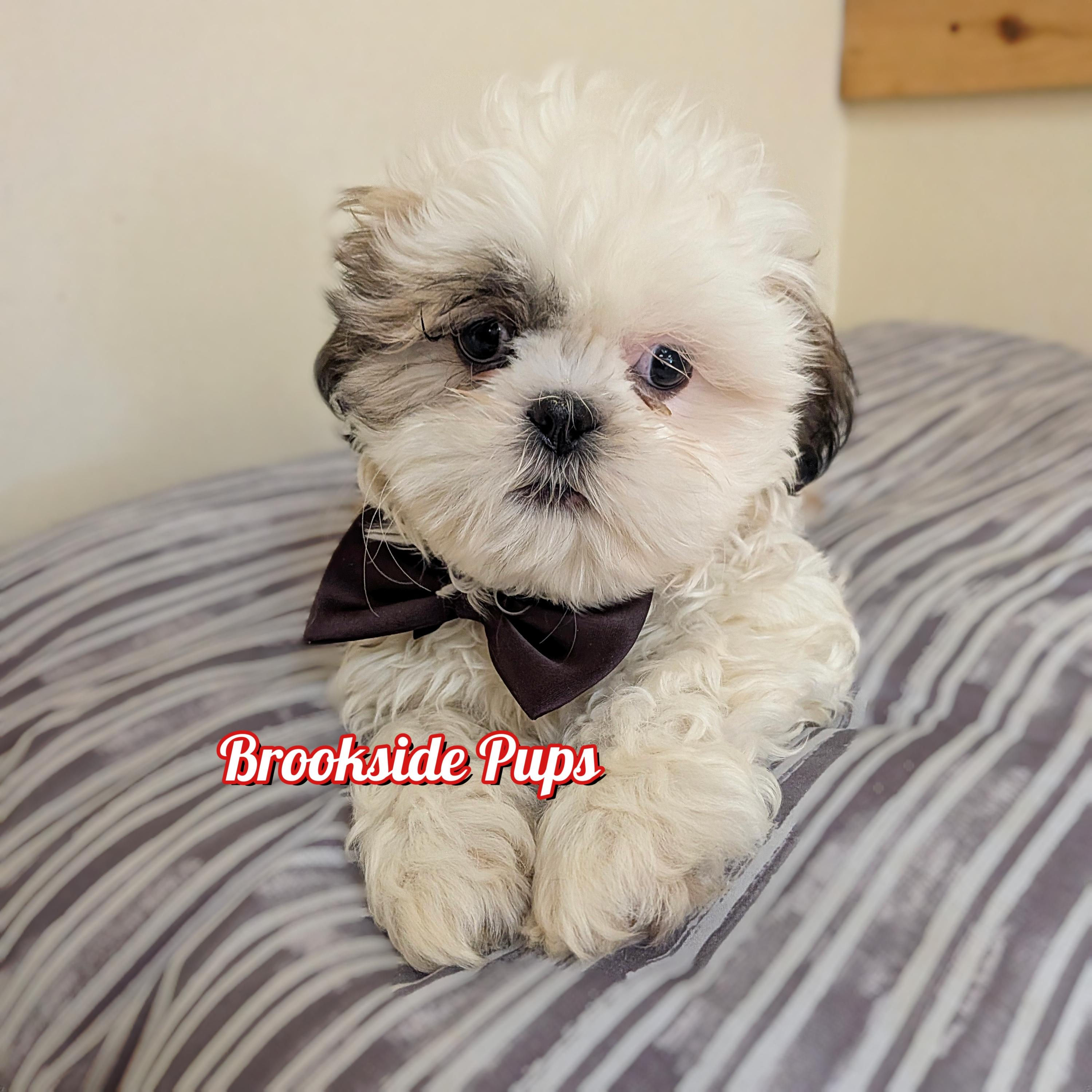 Shih Tzu- Mango