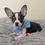 Thumbnail: Chihuahua - Yoshi