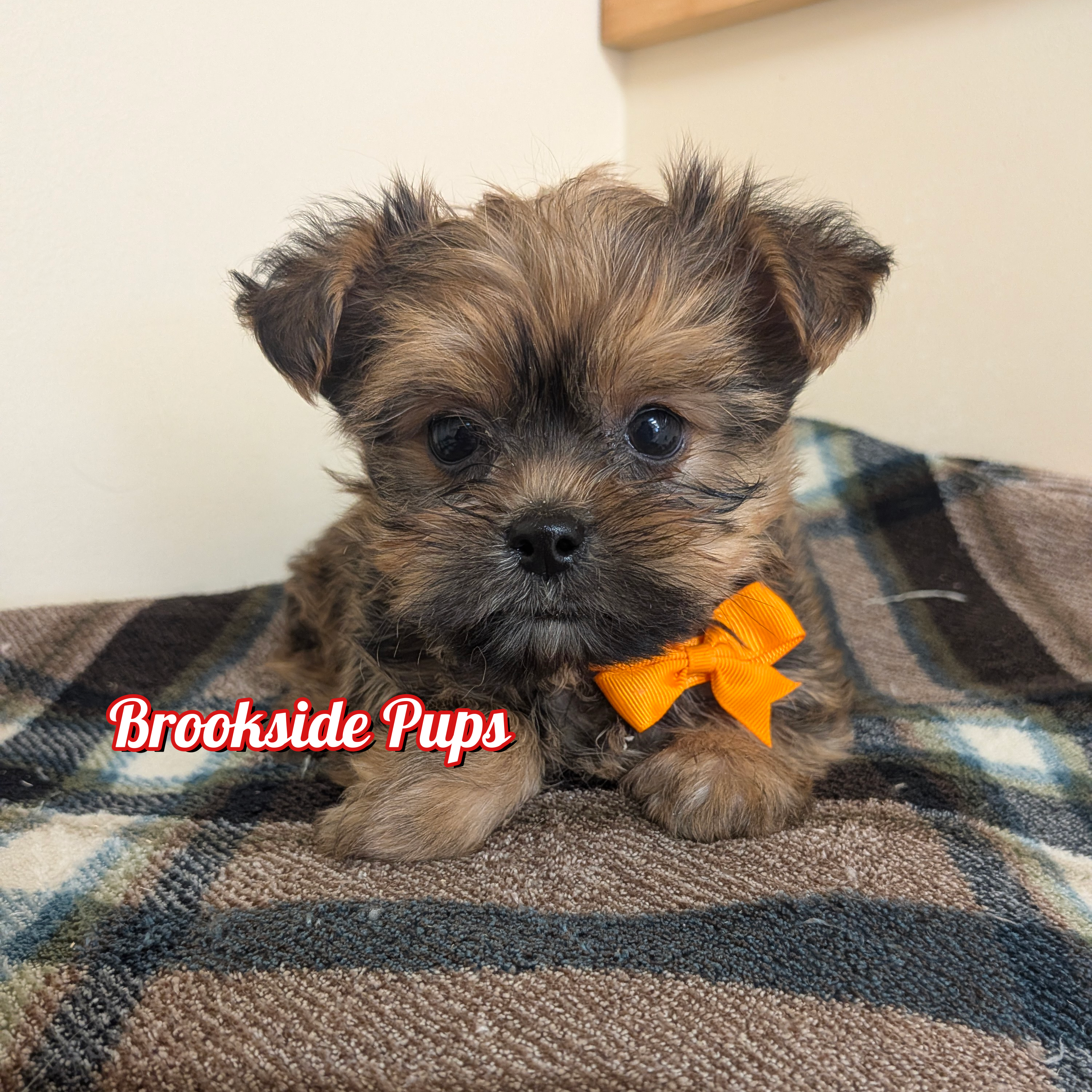 Shorkie - Fornax ( t cup)