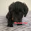 Thumbnail: Doxiepoo - Timber