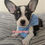 Thumbnail: Chihuahua - Yoshi