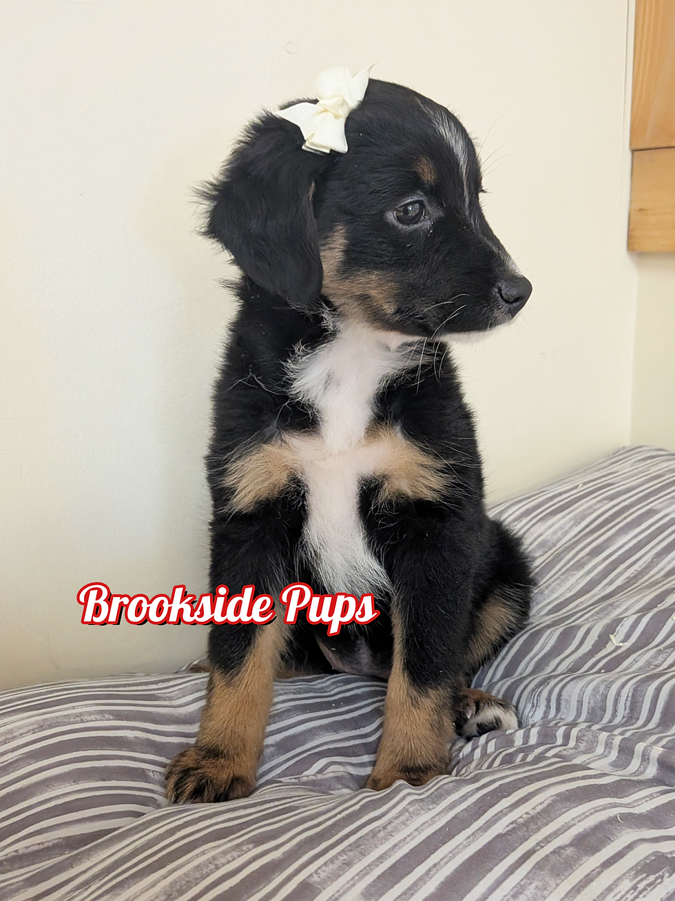 Thumbnail: Mini Australian Shepherd - Cora