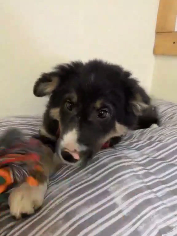 Thumbnail: Border Collie - Blake